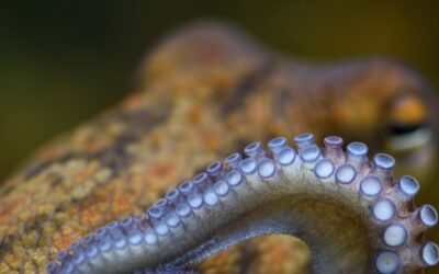 ORH: Reimagining Work and Roles for AI-Driven Innovation