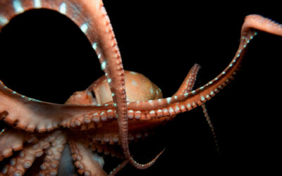 Leader to Leader | Becoming an Octopus Organization: A New Model for Leadership in the AI Age