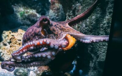 CIO | Why SaaS companies must become octopuses to survive AI